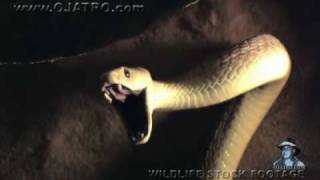 Black Mambas 01 Mamba vs Humans [upl. by Hubey]