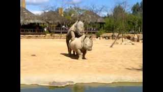 accoppiamento di rinoceronti al bioparco di valencia [upl. by Nossah]