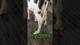 Cowhocked  genetic defect of hind legs in dairy cow  animal cow genetics legs shorts [upl. by Ariek]