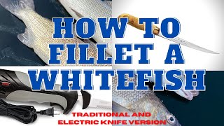 How to fillet a whitefish using both methods  traditional and electric knife [upl. by Sido]