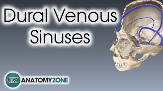 Dural Venous Sinuses  3D Anatomy Tutorial [upl. by Nnylrac]