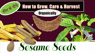 How to Grow Sesame Plant from Seeds at Home  Benefits Care amp Harvest तिल का पौधा [upl. by Refotsirk]