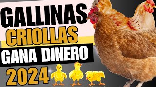 Evita errores al invertir en gallinas criollas [upl. by Cousin]