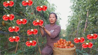 Harvesting Tomato Garden goes to the market sell  The kitten died  Im Tam [upl. by Libnah514]