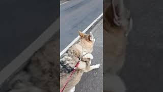 Tala Czechoslovakian Vlcak Wolfdog howling this time to a police siren [upl. by Cristobal24]