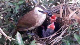 Yellow vented bulbul bird brings black food to babiesbirds [upl. by Elka]