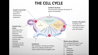 Mitosis  Somatic cell division [upl. by Aihpledalihp275]