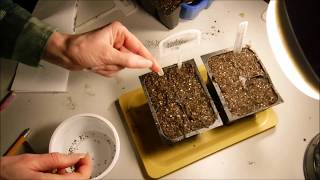 how to grow lavender from seeds and a trick that I found to help germinate lavender seeds [upl. by Fraase]