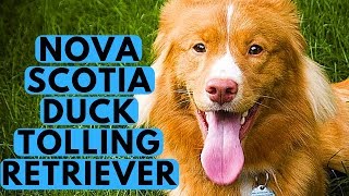 Nova Scotia Duck Tolling Retriever Dog Breed  Duck Tollers [upl. by Gatias]