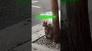 This cat gets scared by a vehicle cats funnycats [upl. by Gensmer]