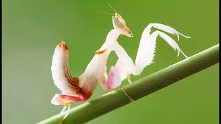 Fascinants insectes  Manger ou être mangé Documentaire animalier 2018 [upl. by Beffrey]