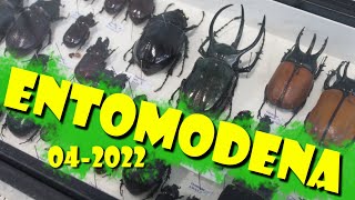 EntoModena  aprile 2022 [upl. by Yessej]