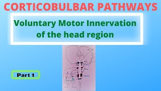 Motor pathway Part 1 Corticobulbar pathways [upl. by Esiralc]