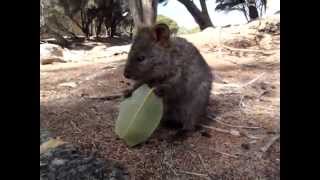 葉っぱを食べる小柄なクオッカ Small quokka eating leaf [upl. by Hujsak]