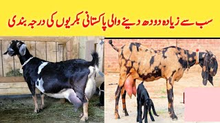 Top 5 Highly Milking Biggest Udder Goats Breed of Pakistan  Goat Farming in Pakistan [upl. by Lidia]