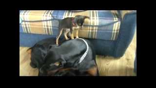 Mini Pinscher vs Dobermann InaLexus [upl. by Harehs]