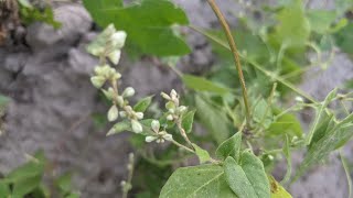 Гірчак березковидний Polygonum convolvulus або фалопія березковидна Буряни [upl. by Oicaroh]