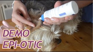 Comment laver les oreilles de son chien avec EpiOtic [upl. by Otrebile]