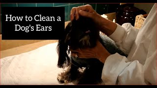 How to Clean a Shih Tzus Ears [upl. by Boyt926]