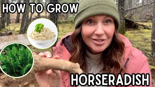 Planting horseradish root  container gardening [upl. by Aicire]