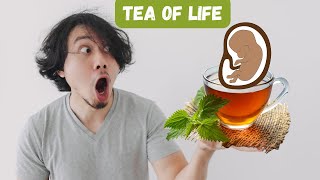 How to Make Miracle Leaf Tea  Miracle Leaf [upl. by Souza858]