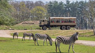 Thoiry Zoo Safari  Tour du safari en voiture [upl. by Yanat770]