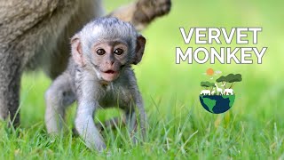 Cute Baby Vervet Monkey [upl. by Eiltan]