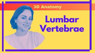 Lumbar Vertebrae  3D Anatomy [upl. by Vial329]