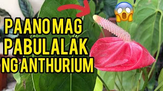 HOW TO BLOOM ANTHURIUM PLANT  FLAMINGO FLOWER  PLANT UPDATES [upl. by Hilel]