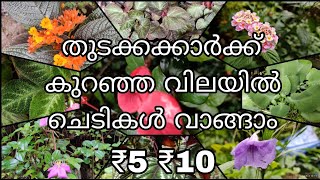 തുടക്കക്കാർക്ക് കുറഞ്ഞ വിലയിൽ ചെടികൾ വാങ്ങാം  plant sale online  plant sale malayalam [upl. by Eicyak140]