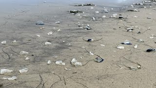 What are those things washing up on the beach [upl. by Osrit]