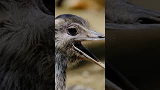 quotAustralia vs Emus Inside the Hilarious ‘Emu War’quot [upl. by Verneuil]