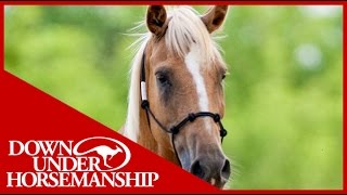 Clinton Anderson Training a Rescue Horse Part 2  Downunder Horsemanship [upl. by Lemmy]