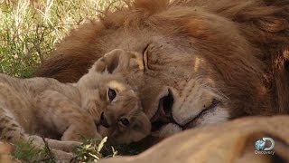 Adorable Lion Cubs Frolic as their Parents Look On [upl. by Amilb]