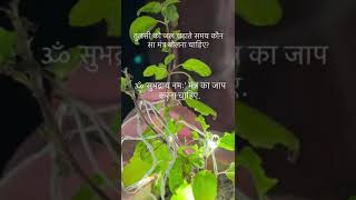 तुलसी Maiya shortvideos tulsi [upl. by Haroppizt]