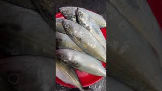 🐟 fishing seafoodcurry fish seafoodrecipes seafishcurry seafoodrecipes cooking viralvideo [upl. by Yci306]