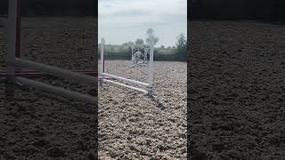 Jumping 50cm cross poles 😍 horse ponypower foryou showjumping pony equestrian equine [upl. by Spike]