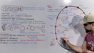 Peroxisome Structure and Functions of Peroxisome Detailed Series [upl. by Alodie]