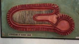 Structure of Rabies Virus at Medex 2017  Medical Lectures [upl. by Arbma]