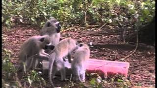 Vervet monkeys preferring blue corn [upl. by Mathew]