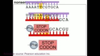 Mutation and DNA repair mechanism animation [upl. by Nav969]