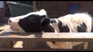 FARM ANIMALS amp THEIR SOUNDS Part 3 Babies Toddlers Preschool amp K3 [upl. by Htabazile436]