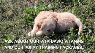 Cavachon Puppies Exploring SD 480p [upl. by Hselin]