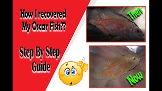 Injured Oscar Fish Recovering Video  Step By Step Guide line  Four days Recovery Treatment [upl. by Guzel488]