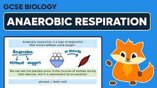 Anaerobic Respiration  GCSE Biology [upl. by Franz]