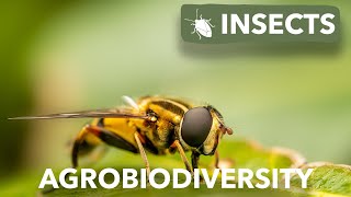 Agrobiodiversity  Insects [upl. by Goer]