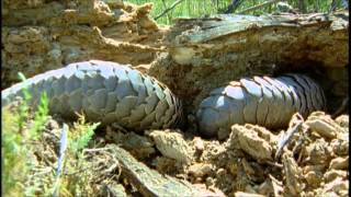 African Pangolin [upl. by Eckart]