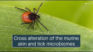 Tick bites initiate cross alteration of the murine skin and tick microbiomes [upl. by Fran]