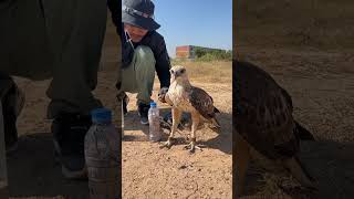 How amazing of hawk eagleeagle shortvideo training fbreels video [upl. by Maisie493]