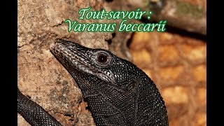 Toutsavoir  Varanus beccarii [upl. by Concettina]